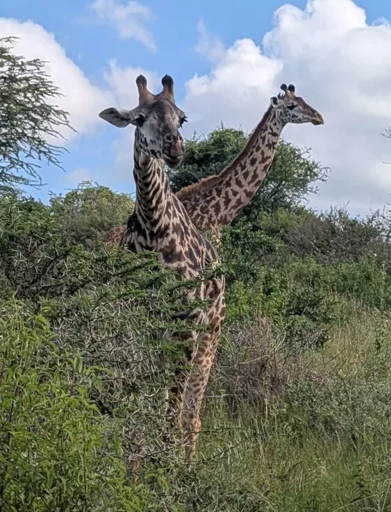 Zwei Giraffen im Nairobi National Park