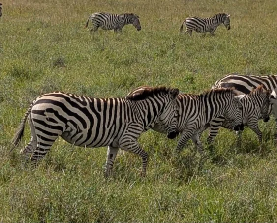 Fünf Zebras auf einer Wiese im Nairobi National Park